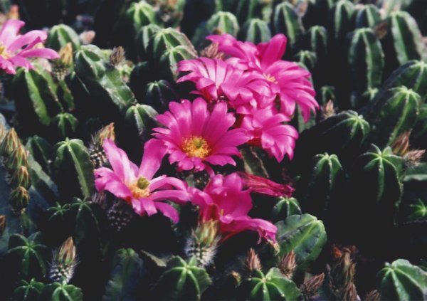 echinocereus_morricallii_1